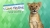 I Love Finding Wild Friends: Collector's Edition Box Art
